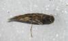 Elachista sp.
